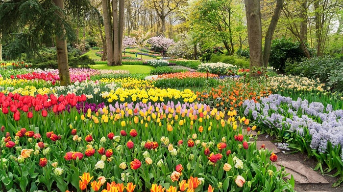 Vườn Keukenhof là nơi tôn vinh màu sắc và tất cả những thứ liên quan đến hoa.