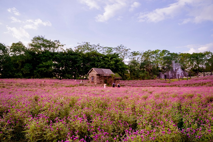 Thảo nguyên hoa Long Biên là vườn hoa đẹp miền Bắc diện tích rất rộng