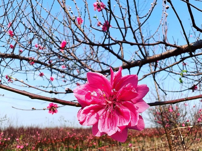 Vườn đào Nhật Tân là vườn hoa đẹp miền Bắc mà bạn không thể bỏ qua
