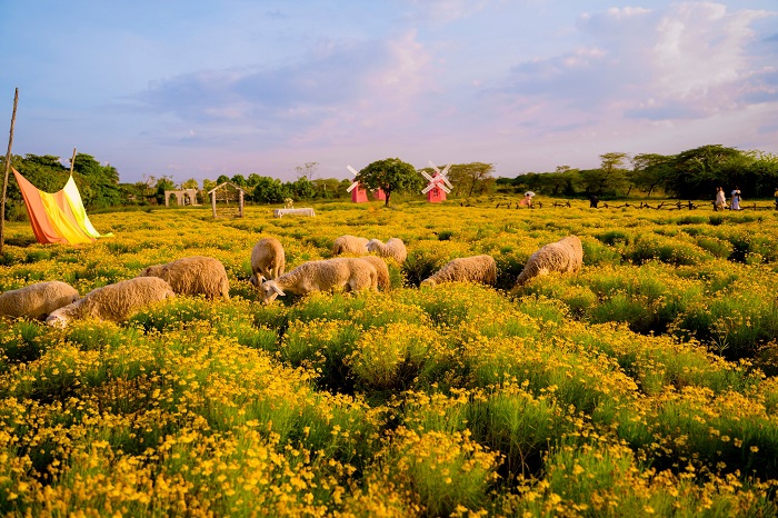 Thảo nguyên hoa Long Biên là vườn hoa đẹp miền Bắc đẹp và lãng mạn