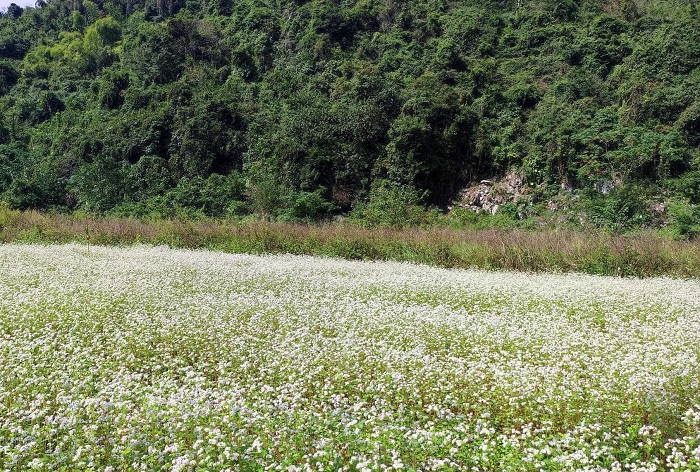 Kinh nghiệm chụp ảnh ở vườn hoa tam giác mạch Đồng Lâm