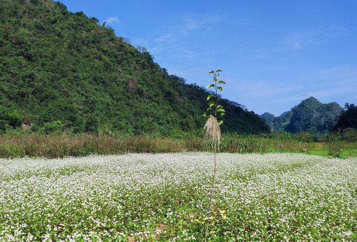 Vườn hoa tam giác mạch Đồng Lâm nằm giữa những dãy núi đồi hùng vĩ