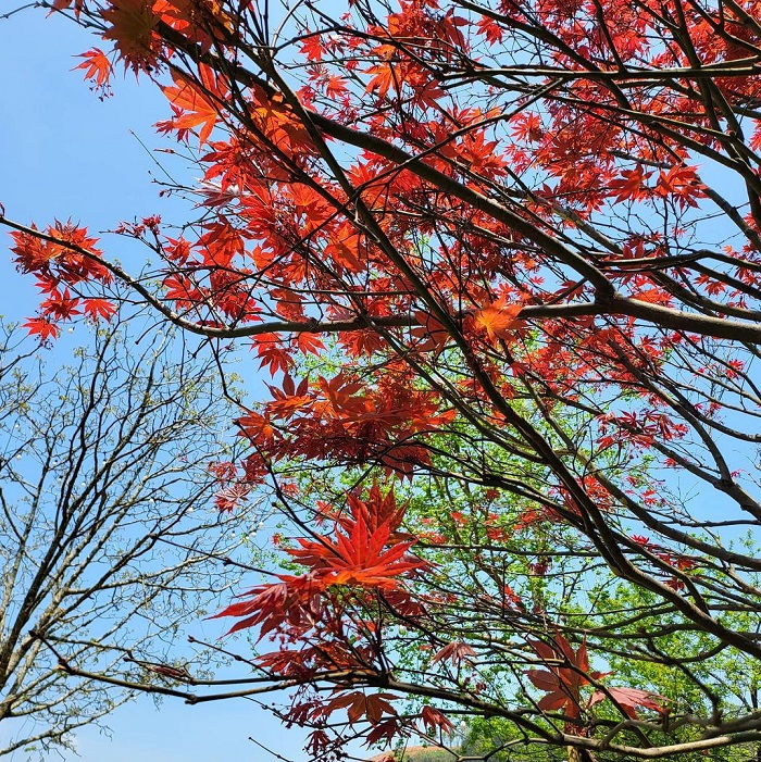 Cây phong lá đỏ ở Sapa tô điểm cho cảnh đẹp Sapa thêm ấn tượng