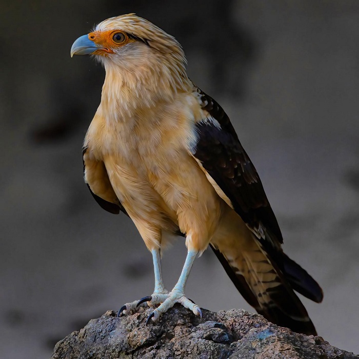 Ngắm chim là hoạt động du lịch ở công viên Quốc gia Coiba