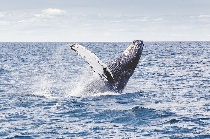Ngắm cá voi là điểm đến thú vị ở bán đảo Fleurieu 
