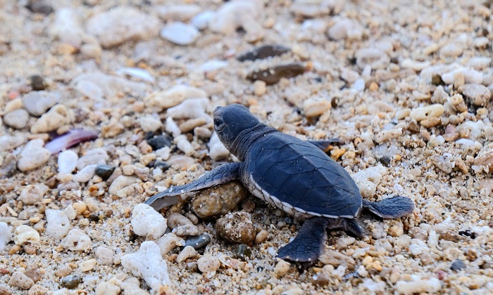 Things to note when traveling to Con Dao - watching turtles lay eggs