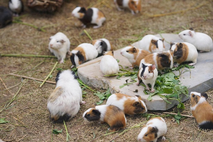 Mat Farm Moc Chau raises many different animals