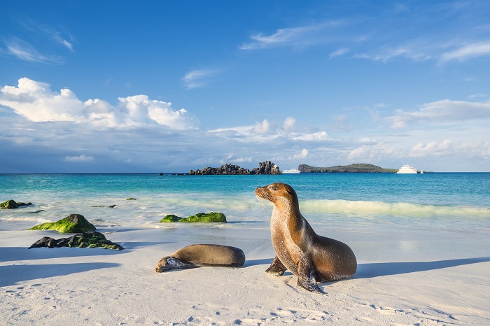 Quần đảo Galapagos là một địa điểm du lịch Nam Mỹ