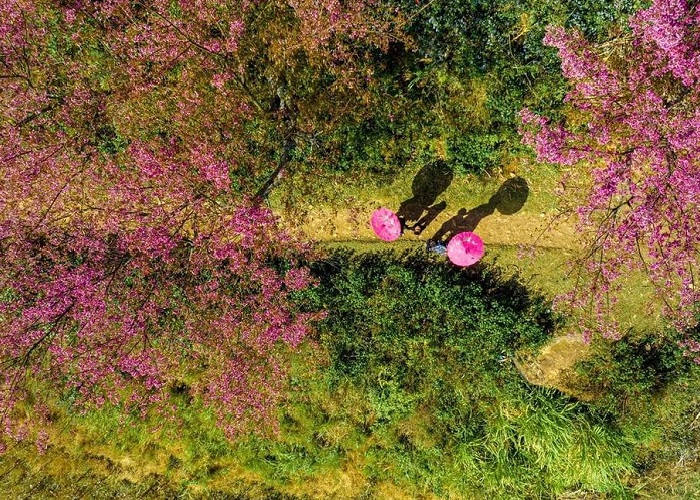 The thick flower season in Mu Cang Chai is waiting for you to visit