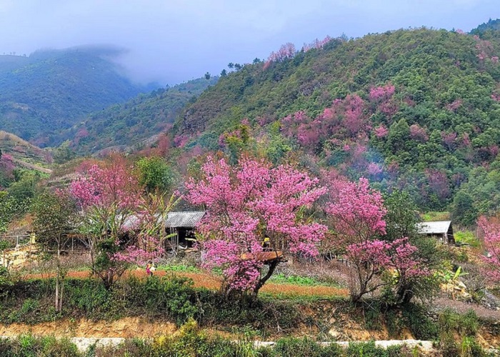 The thick flower season in Mu Cang Chai makes the scenery more beautiful