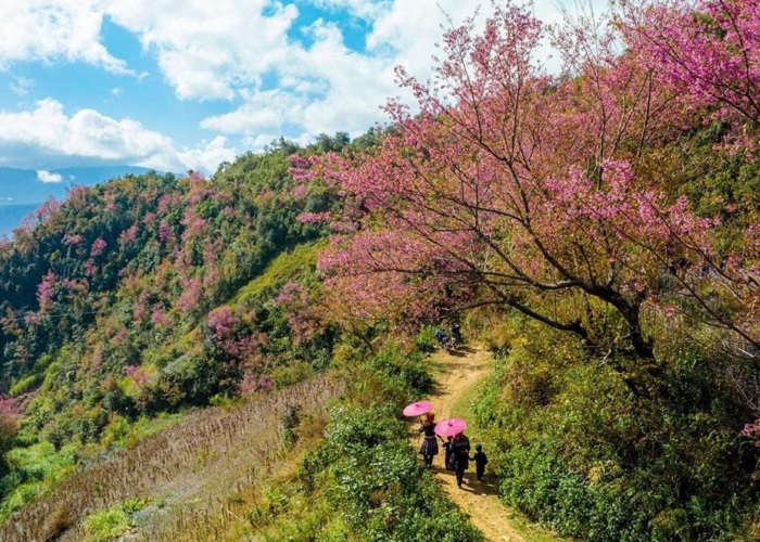 The thick flower season in Mu Cang Chai signals early spring