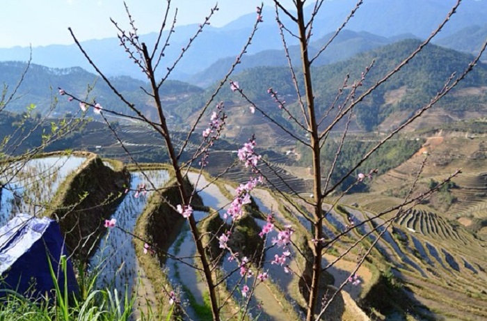 The flower season is thick in Mu Cang Chai, blooming next to the terraced fields