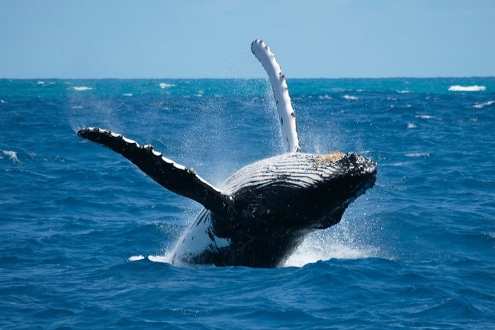 Xem cá voi là hoạt động du lịch ở công viên Quốc gia Coiba