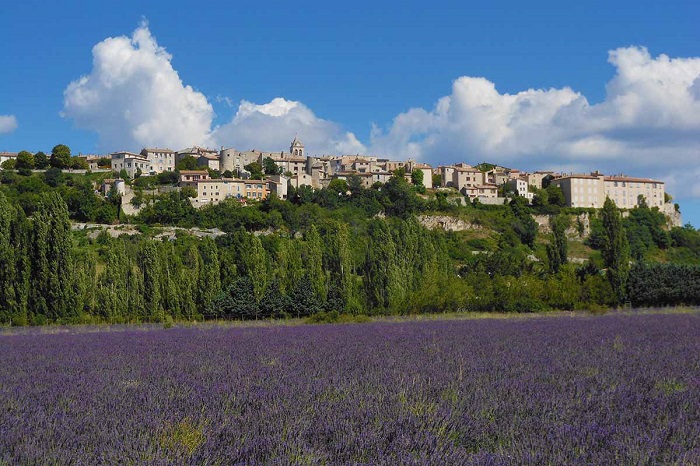 Cánh đồng hoa oải hương Provence Pháp có gì nổi bật 