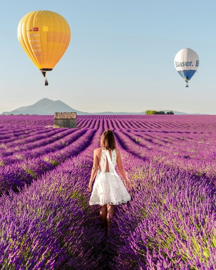 Vẻ đẹp cánh đồng hoa oải hương Provence Pháp