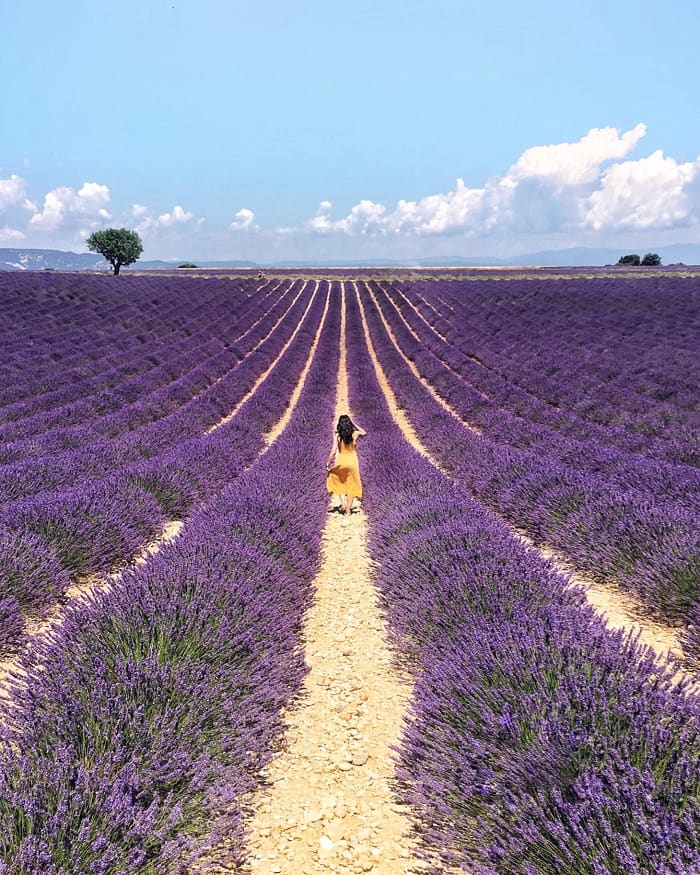Khám phá cánh đồng hoa oải hương Provence Pháp