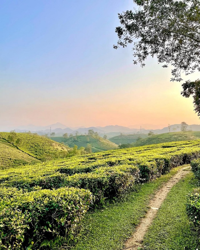 Đồi chè Mỹ Thuận Phú Thọ ở đâu? 