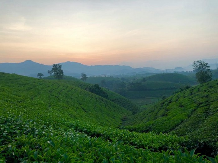 Lưu ý khi khám phá đồi chè Mỹ Thuận Phú Thọ