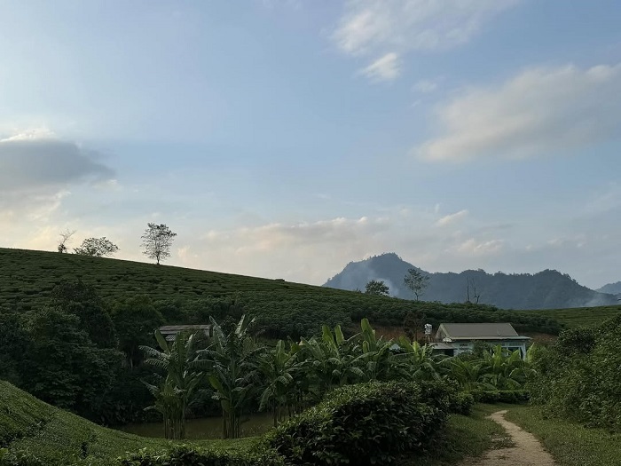Đồi chè Mỹ Thuận Phú Thọ xanh ngát tứ bề