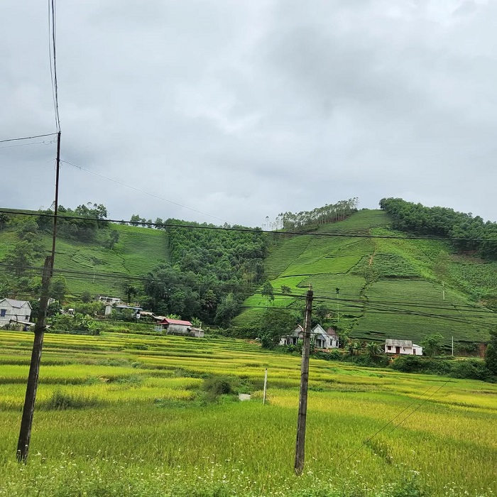 Đồi chè Mỹ Thuận Phú Thọ được bao bọc bởi núi đồi, thung lũng
