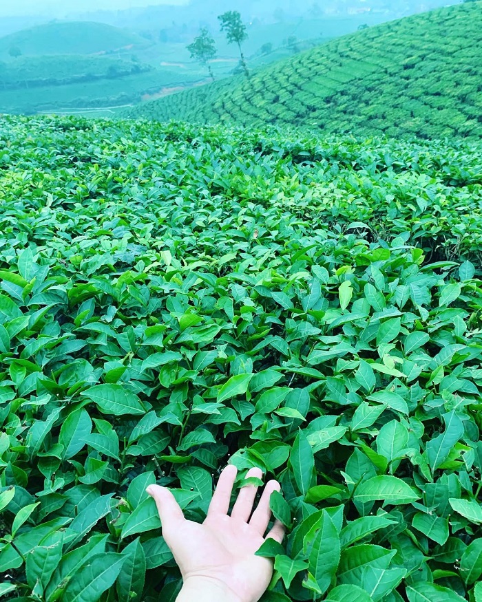 Đồi chè Mỹ Thuận Phú Thọ mà bạn nên ghé thăm