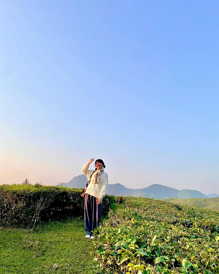 Đồi chè Mỹ Thuận Phú Thọ hấp dẫn du khách