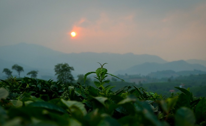 Đồi chè Mỹ Thuận Phú Thọ đẹp xiêu lòng chiều hoàng hôn