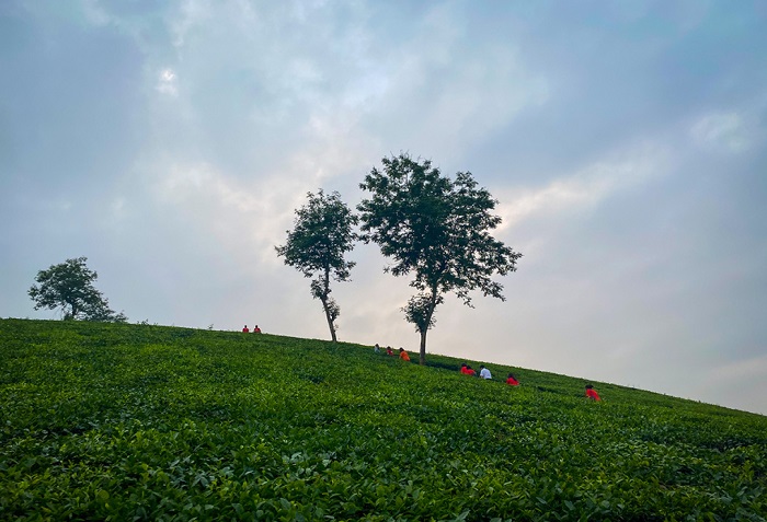 Lưu ý khi khám phá đồi chè Mỹ Thuận Phú Thọ