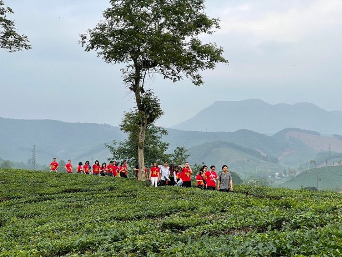 Lưu ý khi khám phá đồi chè Mỹ Thuận Phú Thọ