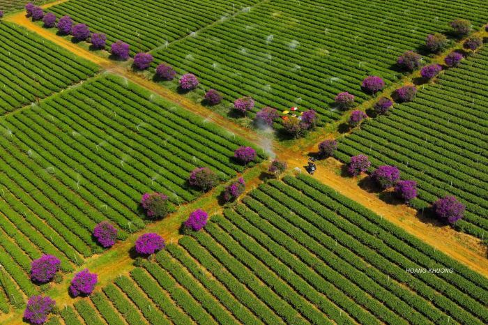 Đồi trà Tằng Vĩnh An 