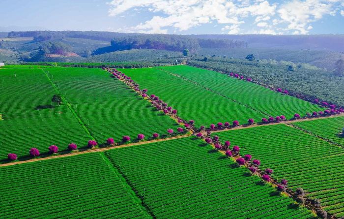 Đồi trà Tằng Vĩnh An 