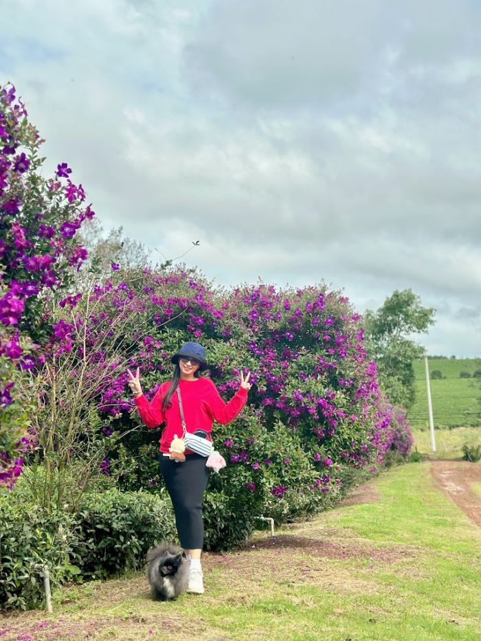 Đồi trà Tằng Vĩnh An 