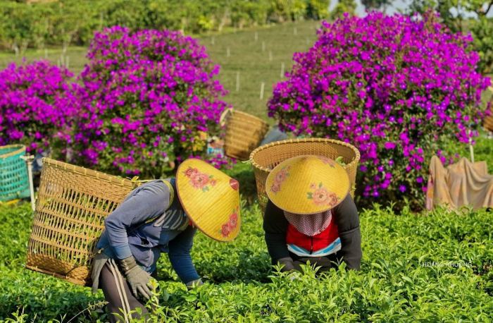 Đồi trà Tằng Vĩnh An 