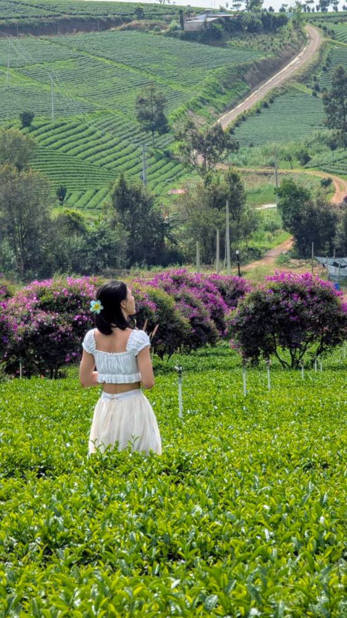 Đồi trà Tằng Vĩnh An 