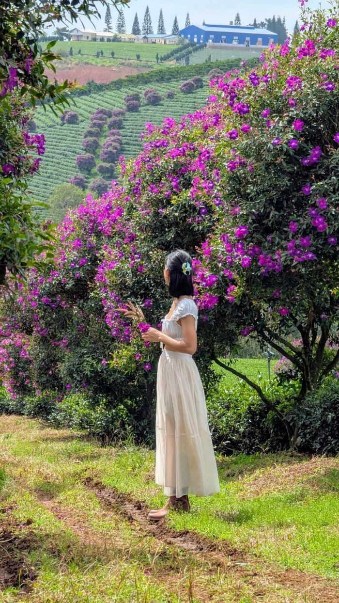 Đồi trà Tằng Vĩnh An 