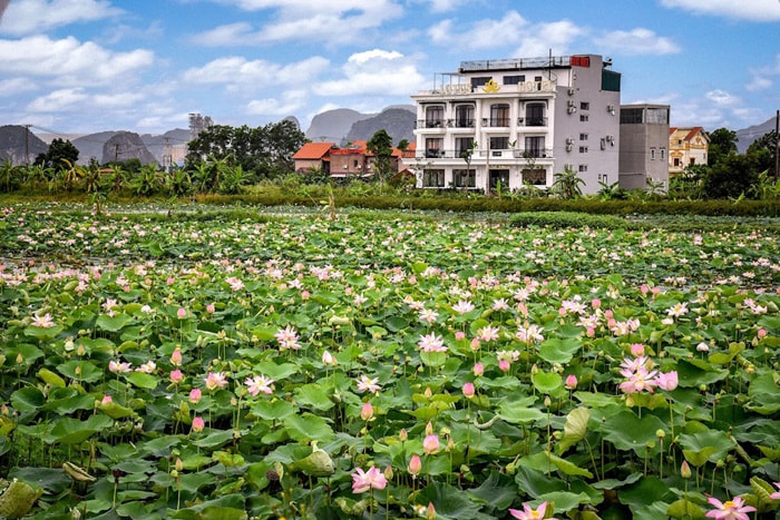 khách sạn gần Hang Múa Ninh Bình - Lotus Hotel Ninh Bình