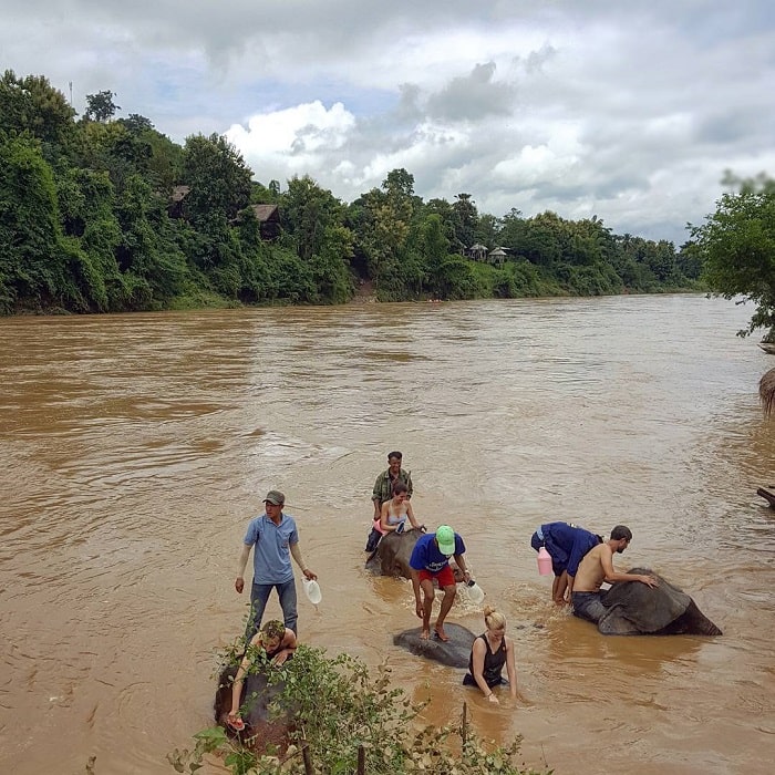 Chương trình chăm sóc voi là hoạt động nhất định phải trải nghiệm khi đến làng Voi Luang Prabang
