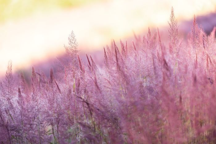  mùa cỏ lau hồng Đà Lạt 