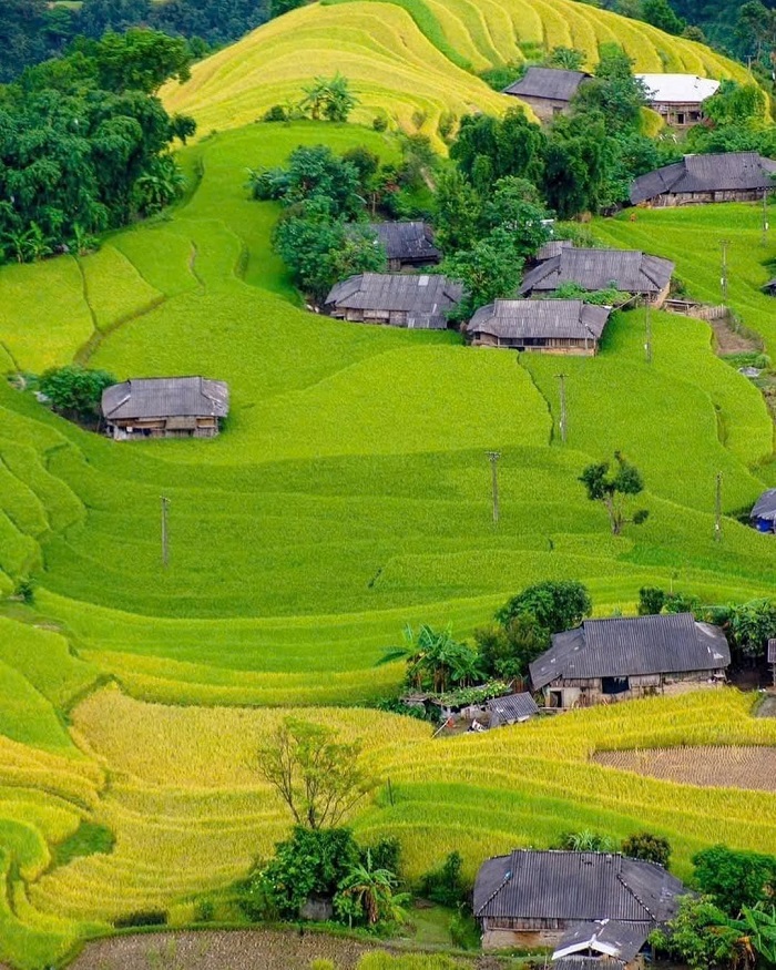 Hoàng Su Phì là một trong những cánh đồng lúa đẹp nhất Việt Nam hấp dẫn du khách