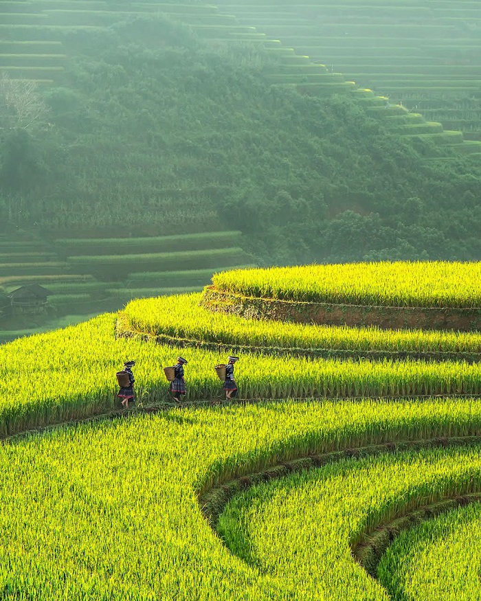 Mù Cang Chải là một trong những cánh đồng lúa đẹp nhất Việt Nam mà bạn nên ghé thăm