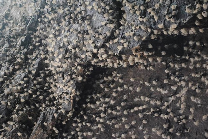 Chim yến ở đảo Yến Bình Định