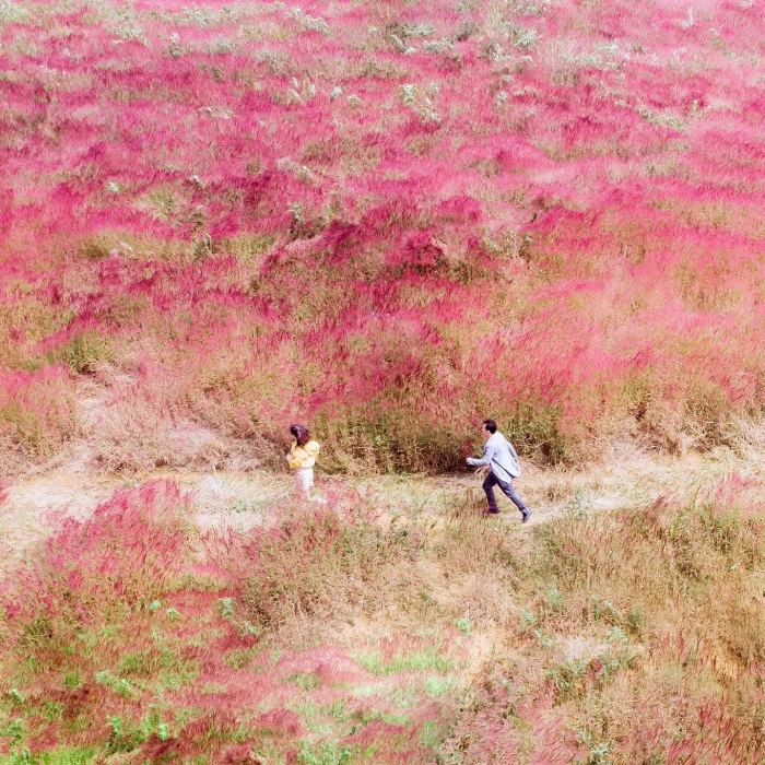  mùa cỏ lau hồng Đà Lạt 