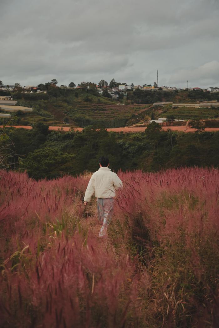  mùa cỏ lau hồng Đà Lạt Đèo Sacom