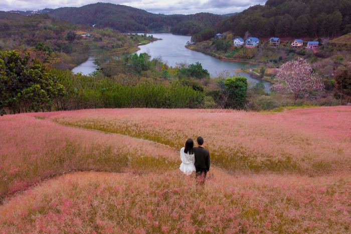 mùa cỏ lau hồng Đà Lạt 