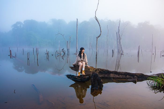 Toàn cảnh Rừng chết Măng Đen đẹp ma mị trong sương sớm