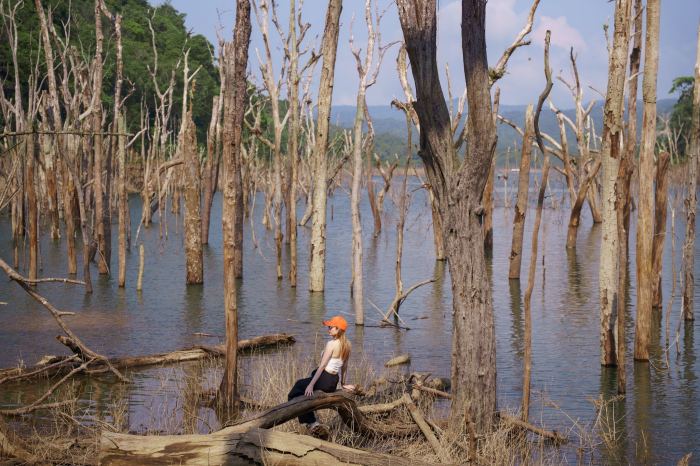 Rừng chết Măng Đen