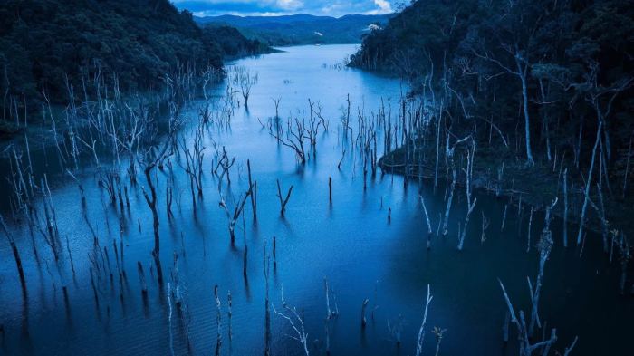 ngao du Rừng chết Măng Đen 