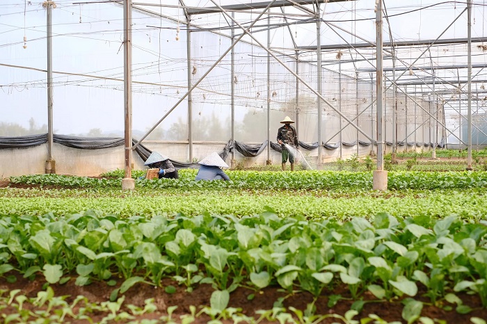 Lưu ý khi khám phá The Valley Farm Lạng Sơn 