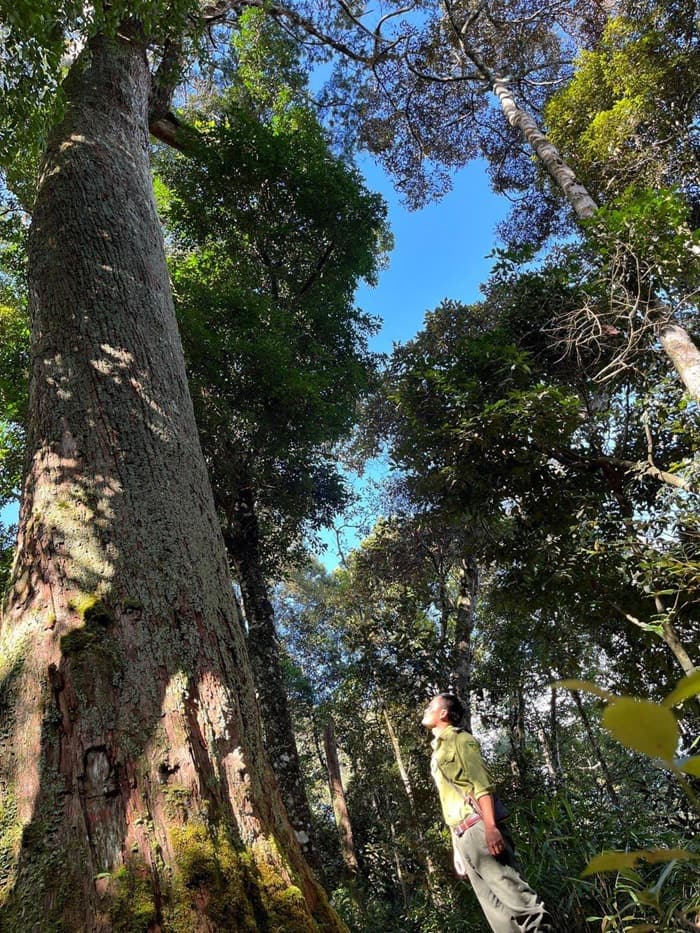 tour đi bộ xuyên rừng tại Thanh Hoá - trekking thăm cây di sản Pơmu, Samu