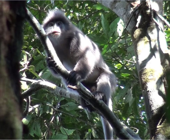 tour đi bộ xuyên rừng tại Thanh Hoá - trekking ngắm Voọc Xám và Vượn Đen Má Trắng